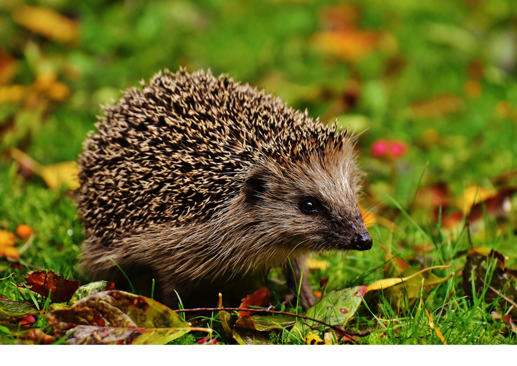 l'hérisson est l’animal emblématique de FNE