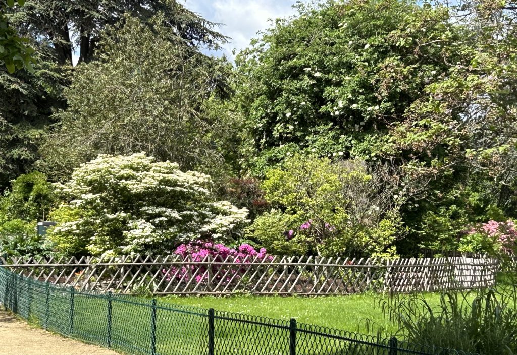 Végétation dense favorable a la biodiversite dans un jardin parisienne